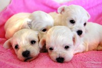 /album/psikovia/a1072440-maltezsky-psik-maltezak-steniatka-na-predaj-1-jpg/