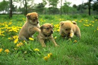 /album/psikovia/a17781145-jpg/