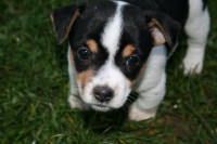 /album/psikovia/img-7787-jpg/